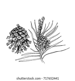 Pinus sylvestris tree. Branch, pine and cones in black isolated on white background