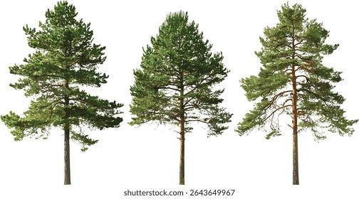 Ilustração do vetor de Pinus sylvestris isolada, pinheiro escocês, pinheiro báltico, pinheiro vermelho europeu, pinheiro escocês, árvore conífera, vegetação florestal, folhagem perene, desenho botânico.