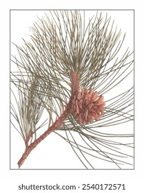 Pinus tabulaeformis, hand-painted floral and botanical painting, hand-painted herbal painting, natural herbs.