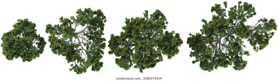 Pinus trees collection with realistic style from top view