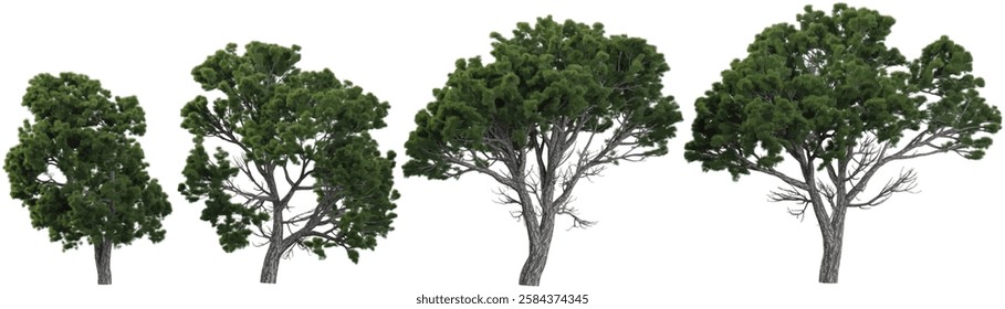Pinus trees collection with realistic style