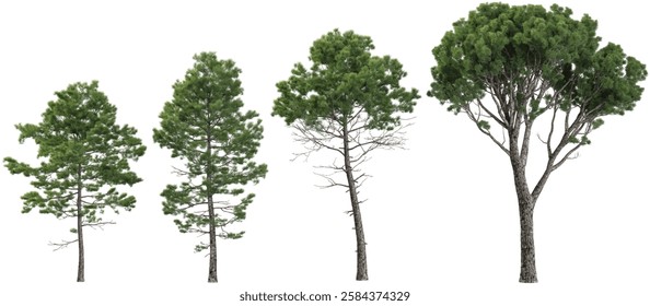 Pinus trees isolated on white background