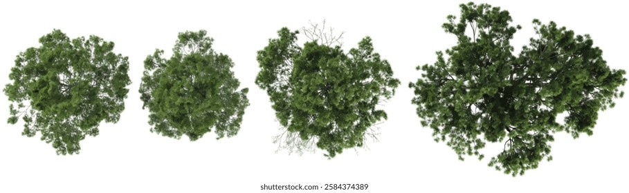 Pinus trees isolated on white background from the top view