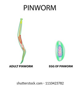 Pinworms., Elszigetelt, Ábra, Vektor, Pinworm., Háttér, Szerkezet - Pinworms ábra