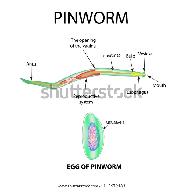 Pinworms Structure Adult Structure Pinworm Egg Stock Vector (Royalty ...