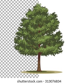 Pinyon Pine tree. Isolated vector tree on white background.