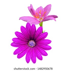 Pion low poly. Beautiful fragrant flower. Wonderful Flower. Elements for label design. Pion in triangulation technique. 