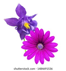 Pion low poly. Beautiful fragrant flower. Wonderful Flower. Elements for label design. Pion in triangulation technique. 