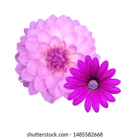 Pion low poly. Beautiful fragrant flower. Wonderful Flower. Elements for label design. Pion in triangulation technique. 