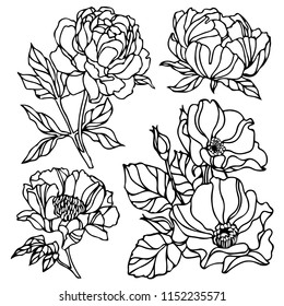 Pion and rose drawing flowers, Hand-drawn Wild Rose isolated. Botanical drawings,  Black and white with line art illustration.on white background, Vector Briar Rose illustration
