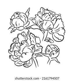 Pion and rose drawing flowers, Hand-drawn Wild Rose isolated. Botanical drawings, flowers on white background, Vector Briar Rose illustration