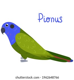 Pionus parrot in cartoon style on white background. Vector hand drawn illustration. Pionus menstruus.