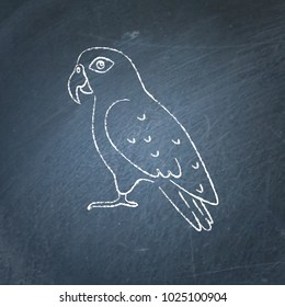 Pionus parrot icon sketch on chalkboard. Exotic tropical bird symbol drawing on blackboard.