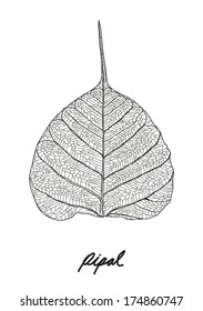 pipal leaf vector