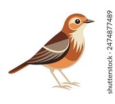 Pipit bird isolated on white background