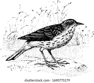 Pipit is a cosmopolitan genus and long tails, vintage line drawing or engraving illustration.