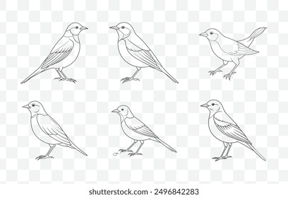 Pipit Line Art Vector Set of Detailed Elegant and Minimalist Pipit Bird Designs in Black and White for Creative Projects