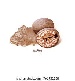 Piquant aromatic nutmeg in shell and as ground powder isolated vector illustration on white background. Delicious spice for exquisite dishes.