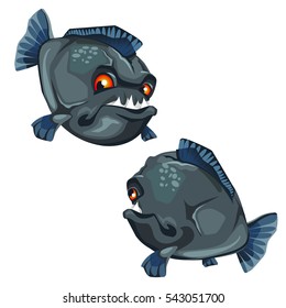Piranha bares its sharp fangs. Cartoon fish isolated on a white background. Vector illustration.