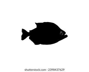 Piranha Fish Silhouette, can use for Logo Gram, Website, Art Illustration, Pictogram, Icon or Graphic Design Element. Vector Illustration