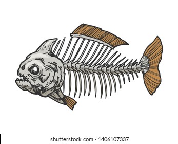 Piranha fish skeleton animal color sketch engraving vector illustration. Scratch board style imitation. Black and white hand drawn image.