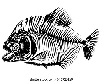 Piranha fish vector illustration isolated on white.