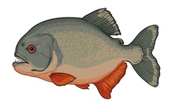 Piranha Isolated On A White Background. Color Vector Illustration Of A Fish.