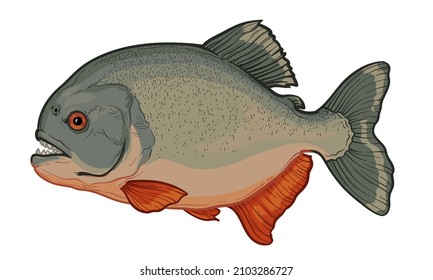 Piranha isolated on a white background. Color vector illustration of a fish.
