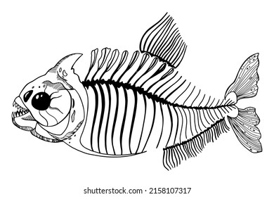 Piranha predatory fish skeleton hand drawn vector graphic isolated on white background.