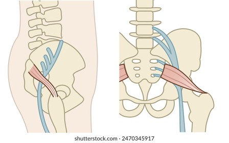 piriformis muscle, bone , muscle, nerves - flat illustration 