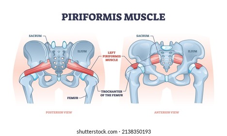 Piriformis muscle with hip skeleton and muscular system outline diagram. Labeled educational scheme with medical human anatomy and trochanter of femur in lateral or anterior view vector illustration.