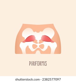 Piriformis muscle with hip skeleton and muscular system. Flat design vector illustration.