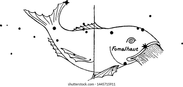 Ilustración grabada de la cosecha de Piscis Austrinus. 