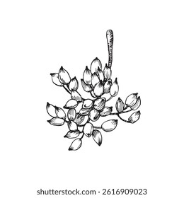 Pistachio branch with fruits and seeds. Vector black and white illustration hand drawn with ink. Isolated object for label design.