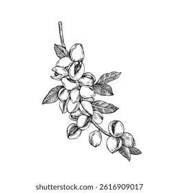 Pistachio branch with nuts and leaves. Vector black and white illustration hand drawn with ink. Ripe fruits on a branch. Isolated object for label design.