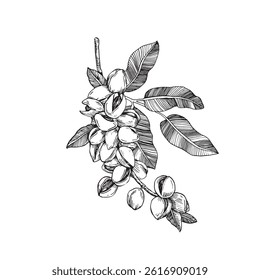 Pistachio branch with nuts and leaves. Vector black and white illustration hand drawn with ink. Ripe fruits on a branch. Isolated object for label design.
