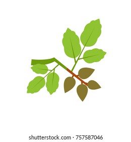 Pistachio branch vector icon