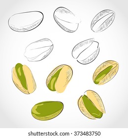 Pistachio. Color and black-and-white image. Nut. Dried. Sketch