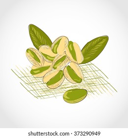 Pistachio. Group. Nut. Dried. Sketch