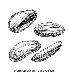 Pistachio nut graphic vector illustration set. Botanical drawing sketch stylized. Isolated. Hand drawn, suitable for food packaging design