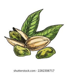 Pistachio nut hand drawn image. Vector sketch of vegetarian food. Nutty salty snack or vegan nutrition. Edible natural vitamin ingredient. Agriculture and harvest, culinary and cook, botany theme.