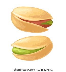 Pistachio nut in shell. Vector color realistic illustration. Isolated on white background.