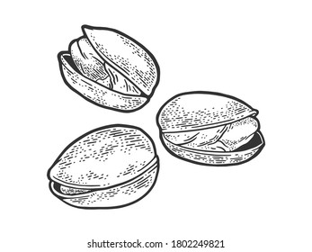 dibujo de tuerca pistachio grabando ilustración vectorial. Diseño de impresión de ropa de camiseta. Imitación de tablero de raquetas. Imagen dibujada a mano en blanco y negro.