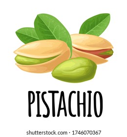 Pistachio nut with and without shell. Vector color realistic illustration. Isolated on white background.