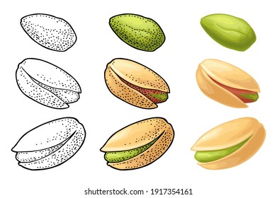 Pistachio nut with and without shell. Vector engraving color vintage illustration. Isolated on white background.