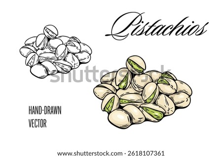 Pistachio nuts in hand drawn vector with outline and color