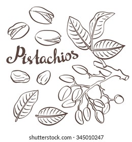 Pistachio Nuts With Leaves And Pistachio Tree. Vector Illustration.