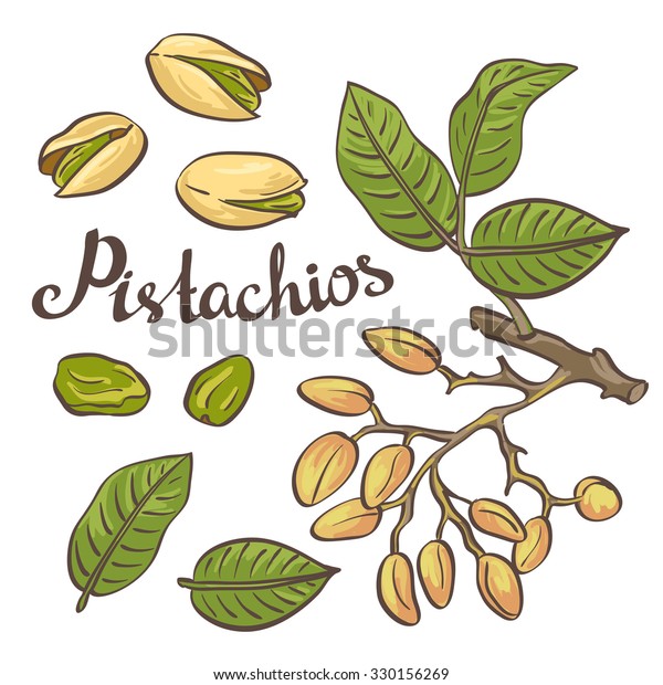 葉とピスタチオの木を持つピスタチオの木 ベクターイラスト のベクター画像素材 ロイヤリティフリー Shutterstock