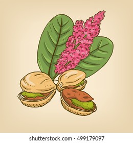 Pistachio nuts with leaves. Vector illustration.