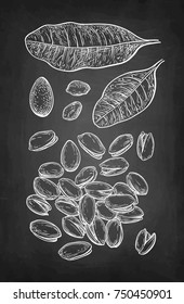 Pistachio nuts set. Chalk sketch on blackboard background. Hand drawn vector illustration. Retro style.